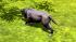 Hunde-Set - Pitbull (2)