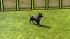Hunde-Set - Pitbull (3)
