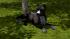 Hunde-Set - Pitbull (4)