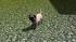 Hunde-Set - Mops (1)