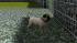 Hunde-Set - Mops (2)