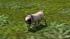 Hunde-Set - Mops (3)