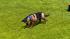 Hunde-Set - Deutscher Sch�ferhund (1)