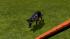 Hunde-Set - Deutscher Sch�ferhund (2)