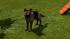 Hunde-Set - Deutscher Sch�ferhund (3)