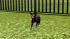 Hunde-Set - English Toy Terrier (1)