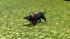Hunde-Set - English Toy Terrier (2)