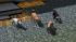 Hunde-Set - Sparset (1)