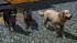 Hunde-Set - Sparset (3)