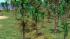 Tropical Set - Vegetation (3)