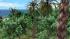 Tropical Set - Vegetation (4)