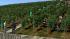 Weinleser und Winzer bei der Arbeit im Weinberg (1)