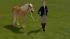 Reiterinnen und Reiter mit Pferd (3)