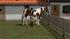 Reiterinnen und Reiter mit Pferd (4)