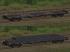 Vierachsige Flachwagen Typ Rs 680 DBAG (4)