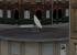 Satellitenantennen (1)