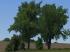Laubb�ume und -b�sche Set 2 (1)