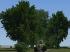 Laubb�ume und -b�sche Set 2 (2)
