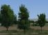 Laubb�ume und -b�sche Set 2 (4)