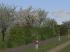 Fr�hlingsvegetation (1)