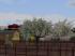 Fr�hlingsvegetation (2)