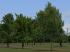 Vegetations-Set Laubb�ume (2)