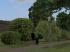 Vegetations-Set Str�ucher und Stauden (1)