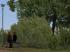 Vegetations-Set Str�ucher und Stauden (2)