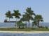 Vegetations-Set Nadelb�ume und tropische Pflanzen (3)