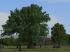 Vegetations-Sparset (1)