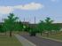 Ahornb�ume Set 1 (1)