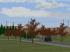 Ahornb�ume Set 1 (3)