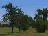 Sommerb�ume und -b�sche (4)