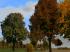Herbstvegetation bunt (2)