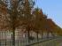 Herbstvegetation Set 2 (1)