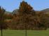 Herbstvegetation Set 2 (2)