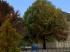 Herbstvegetation Set 2 (3)