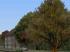 Herbstvegetation Set 2 (4)