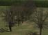 Laubb�ume - blattlos (2)