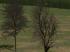 Laubb�ume - blattlos (4)