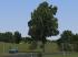 Birnb�ume, Weiden, Linden und B�sche (1)