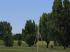 Birnb�ume, Weiden, Linden und B�sche (3)