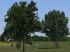 Birnb�ume, Weiden, Linden und B�sche (4)