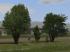 Laubb�ume, Blutbuchen, Blautannen (1)