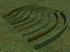 Hecken und Zypressen als 3D-Splines (1)