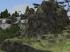 Bergformation und Bergkiefern im Set (2)