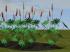 Blumen, K�bel, Beete und Hecken (3)