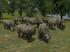 Nashorn Set (1)