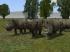 Nashorn Set (2)