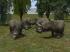 Nashorn Set (3)